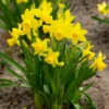 "Tete -a- Tete" Daffodil Bulbs (Pack Of 25) -VICTOR Big Department Store daffodil tete a tete