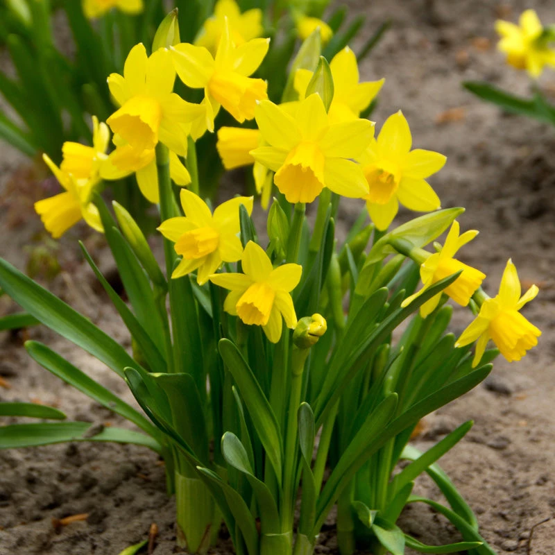 "Tete -a- Tete" Daffodil Bulbs (Pack Of 25) 3 "Tete -a- Tete" Daffodil Bulbs (Pack Of 25)