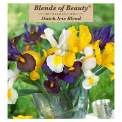 Iris Hollandica Blend (Pack Of 30)