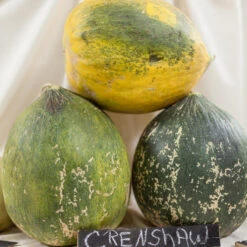 Crenshaw Melon Seeds (Organic) -VICTOR Big Department Store expo 0150 1