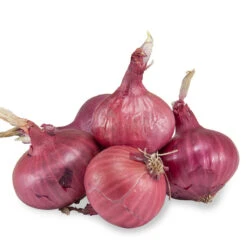 Onion Sets Dutch - Red Baron (Pack Of 75)
