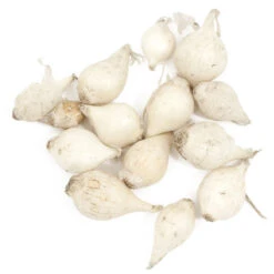 Onion Sets Dutch - White Snowball (Pack Of 75)