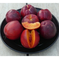 Freckle Face Nectarine Tree