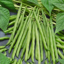 French Garden Bean Seeds (Organic) -VICTOR Big Department Store french bean 1