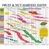 Fruit Tree Harvest Chart -VICTOR Big Department Store fruit tree harvest chart