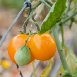 Gold Nugget Tomato Seeds (Organic) -VICTOR Big Department Store gold nugget 1 1 1