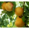 Golden Sweet Apricot Tree -VICTOR Big Department Store golden sweet apricot B
