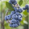 Organic Blueberry Gupton (Ea) -VICTOR Big Department Store gupton blueberry BYB