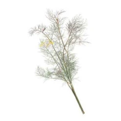 Organic Fennel, Bronze 7 Organic Fennel, Bronze -VICTOR Big Department Store herb fennel bronze