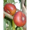 Honey Halo Nectarine Tree -VICTOR Big Department Store honey halo nectarine B