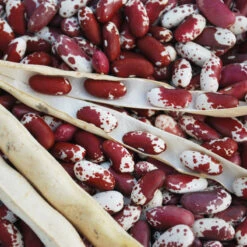 Jacob's Cattle Bush Bean Seeds (Organic) -VICTOR Big Department Store jacobs cattle asta2 web