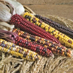 Painted Mountain Corn Seeds (Organic) -VICTOR Big Department Store jsspaintedmt.cat web