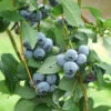 Organic Blueberry Legacy (Ea) -VICTOR Big Department Store legacy blueberry BYB
