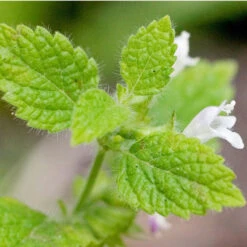 Organic Lemon Balm -VICTOR Big Department Store lemon balm att jess 1