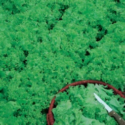 Tango Lettuce Seeds (Organic) -VICTOR Big Department Store lettuce tango 1