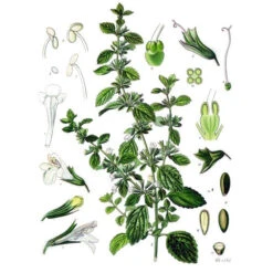 Strictly Medicinal Organic Lemon Balm -VICTOR Big Department Store melissa officinalis