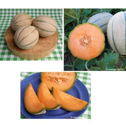 Renee's Garden Melon Tuscan Napoli -VICTOR Big Department Store melon tuscan napoli 72dpi 03