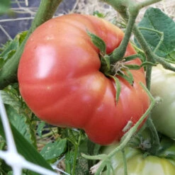 Mortgage Lifter Tomato Seeds (Organic) -VICTOR Big Department Store mortgage lifter web
