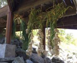 Conventionally Grown Garlic, Music (lb) -VICTOR Big Department Store music drying
