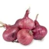Onion Sets - Red 2 Onion Sets - Red -VICTOR Big Department Store onion sets red karmen 60 pack