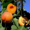 Orange Knockout Apricot Tree -VICTOR Big Department Store orange knockout apricot B