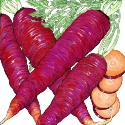 Organic Carrot, Cosmic Purple (1 Oz)