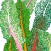 Organic Chard, Five Color Silverbeet (1/4 Lb) -VICTOR Big Department Store organic chard five color silverbeet 1 4 lb