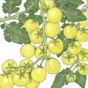 Organic Cherry Tomato, White (1 Oz) -VICTOR Big Department Store organic cherry tomato white 1 oz