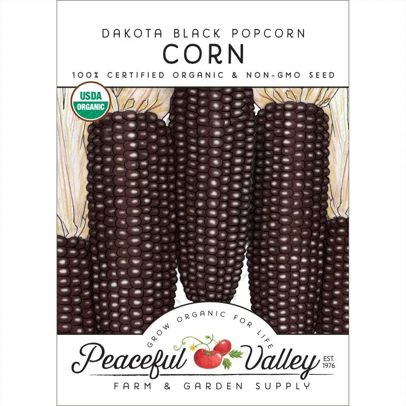 Dakota Black Popcorn Corn Seeds (Organic) 3 Dakota Black Popcorn Corn Seeds (Organic)