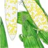 Organic Corn, Who Gets Kissed (1/4 Lb) -VICTOR Big Department Store organic corn who gets kissed 1 4 lb