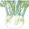 Organic Fennel, Florence (1/4 Lb) -VICTOR Big Department Store organic fennel florence 1 4 lb