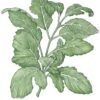 Organic Greens, Arugula (1/4 Lb) -VICTOR Big Department Store organic greens arugula 1 4 lb