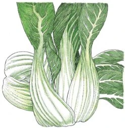 Organic Greens, Pak Choi (1/4 Lb)