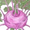 Organic Kohlrabi, Purple Vienna (1/4 Lb) -VICTOR Big Department Store organic kohlrabi purple vienna 1 4 lb