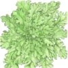 Organic Lettuce, Green Salad Bowl (1/4 Lb) -VICTOR Big Department Store organic lettuce green salad bowl 1 4 lb