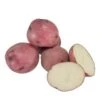 Fall-Planted Organic Norland Red Seed Potatoes (lb) -VICTOR Big Department Store organic norland red seed potatoes lb