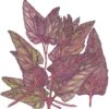 Organic Orach, Red (1 Oz) -VICTOR Big Department Store organic orach red 1 oz