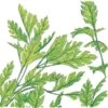 Organic Parsley, Italian (1/4 Lb) 1 Organic Parsley, Italian (1/4 Lb) -VICTOR Big Department Store organic parsley italian 1 4 lb