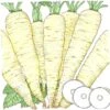 Organic Parsnip, Turga (1 Oz) -VICTOR Big Department Store organic parsnip turga 1 oz