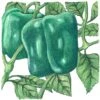 Organic Pepper, Sweet Cal Wonder (1 Oz) -VICTOR Big Department Store organic pepper sweet cal wonder 1 oz