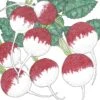 Organic Radish, Sparkler (1/4 Lb) -VICTOR Big Department Store organic radish sparkler 1 4 lb