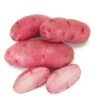 Fall-Planted Organic Red Thumb Fingerling Seed Potatoes (lb) -VICTOR Big Department Store organic red thumb fingerling seed potatoes lb