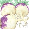 Organic Rutabaga, Joan (1 Oz) -VICTOR Big Department Store organic rutabaga joan 1 oz