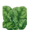 Organic Spinach, Verdil (1/4 Lb) -VICTOR Big Department Store organic spinach verdil 1 4 lb
