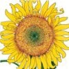 Organic Sunflower, Russian Mammoth (1/4 Lb) -VICTOR Big Department Store organic sunflower russian mammoth 1 4 lb