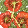 Organic Tomato, Black Krim (1 Oz) -VICTOR Big Department Store organic tomato black krim 1 oz
