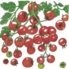 Organic Tomato, Sweetie (1 Oz) -VICTOR Big Department Store organic tomato sweetie 1 oz