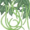Organic Yard Long Pole Bean (1/2 Lb) -VICTOR Big Department Store organic yard long pole bean 1 2 lb