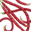 Organic Yard Long Red Pole Bean 1/2 Lb -VICTOR Big Department Store organic yard long red pole bean 1 2 lb