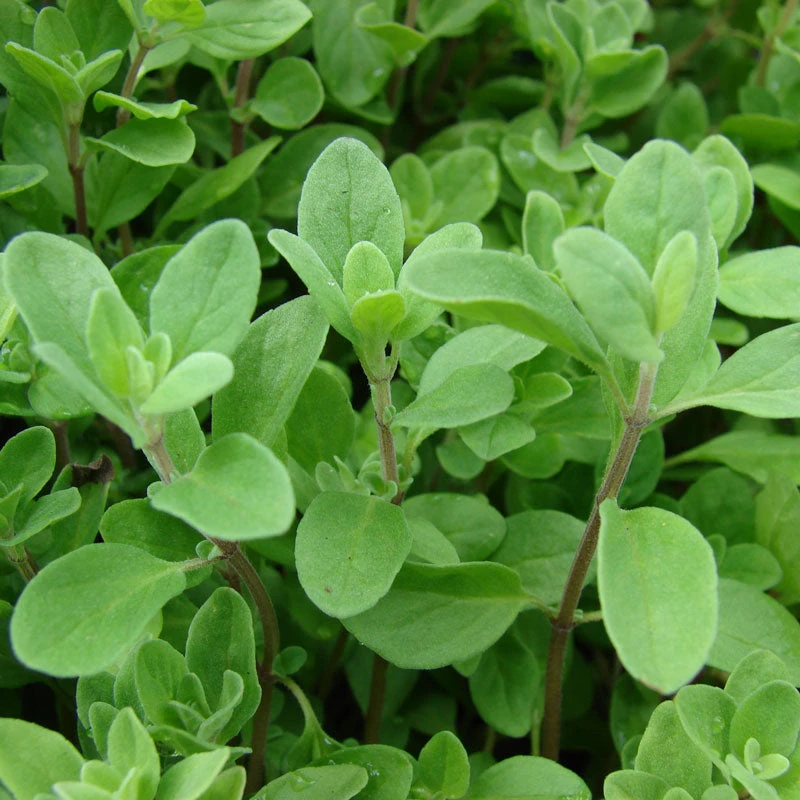 Organic Marjoram 4 Organic Marjoram - Image 2